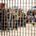 Libya, over 7.000 migrants rejected in six months